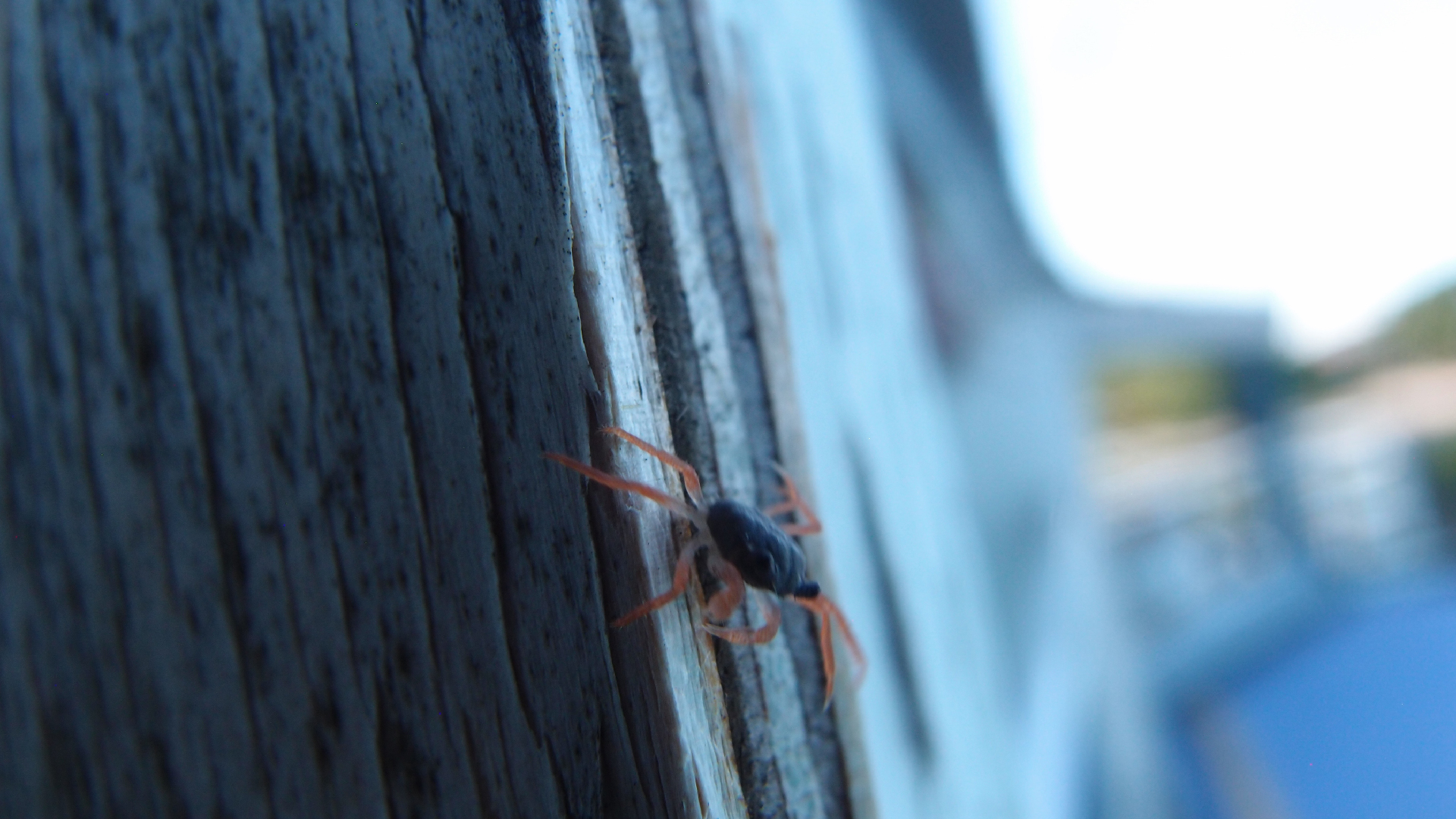 2022-10-22 11 Uhr 04 kleine Krabben (Foto, Video)